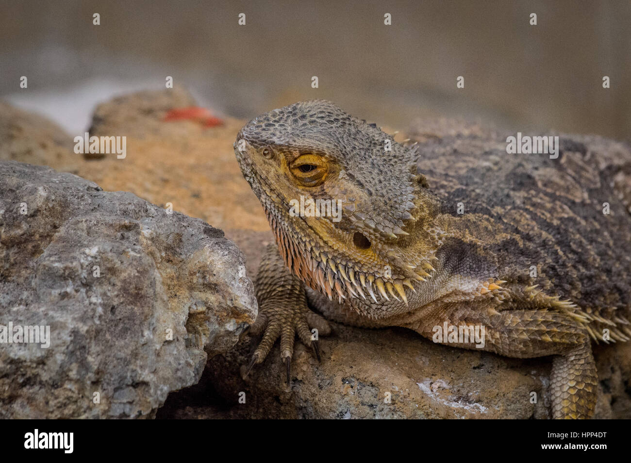 Portrait de dragon barbu. tête d'un grand lézard gris. Drago Barbuto Banque D'Images