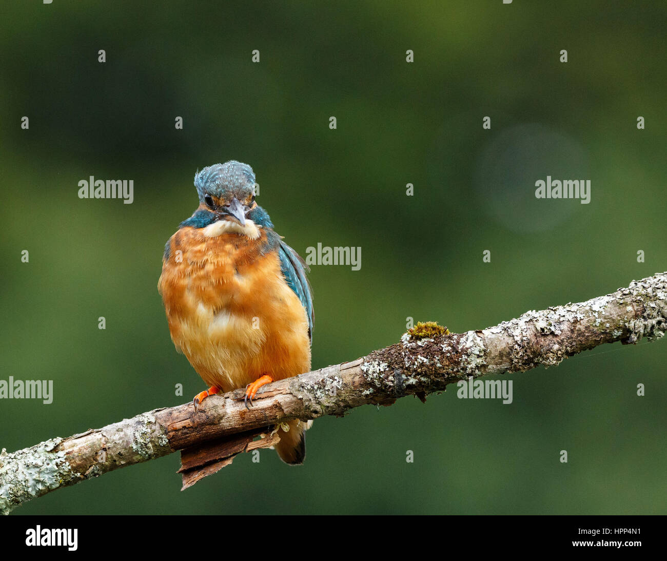 Kingfisher Banque D'Images