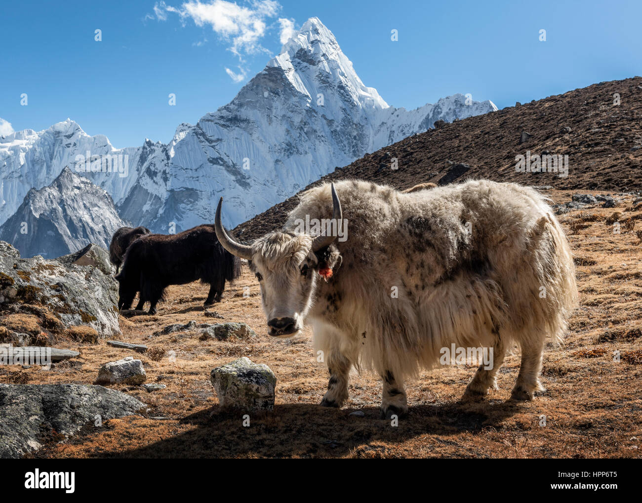 Le Népal, Himalaya, Everest, région de Khumbu, Kongma La, Yaks et l'Ama Dablam Banque D'Images