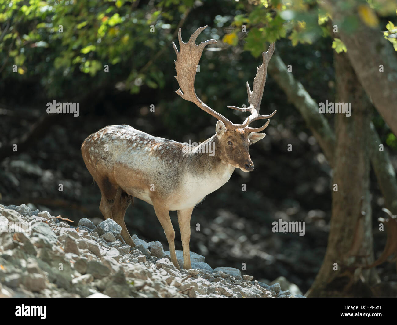L'Italie, Silcily, parc naturel de Madonie, fallow buck Banque D'Images