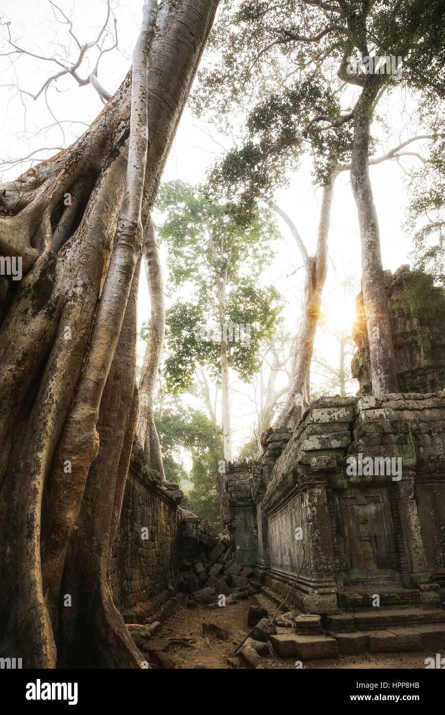 Cambodge, Angkor, Ta Prohm temple, lieu de tournage de Tomb Raider Banque D'Images