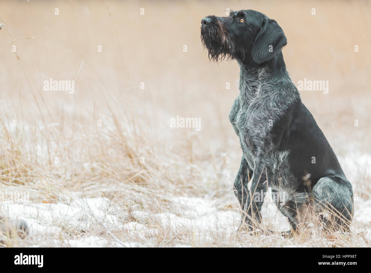 Braque Allemand assis sur le terrain couvert de neige jusqu'à la Banque D'Images