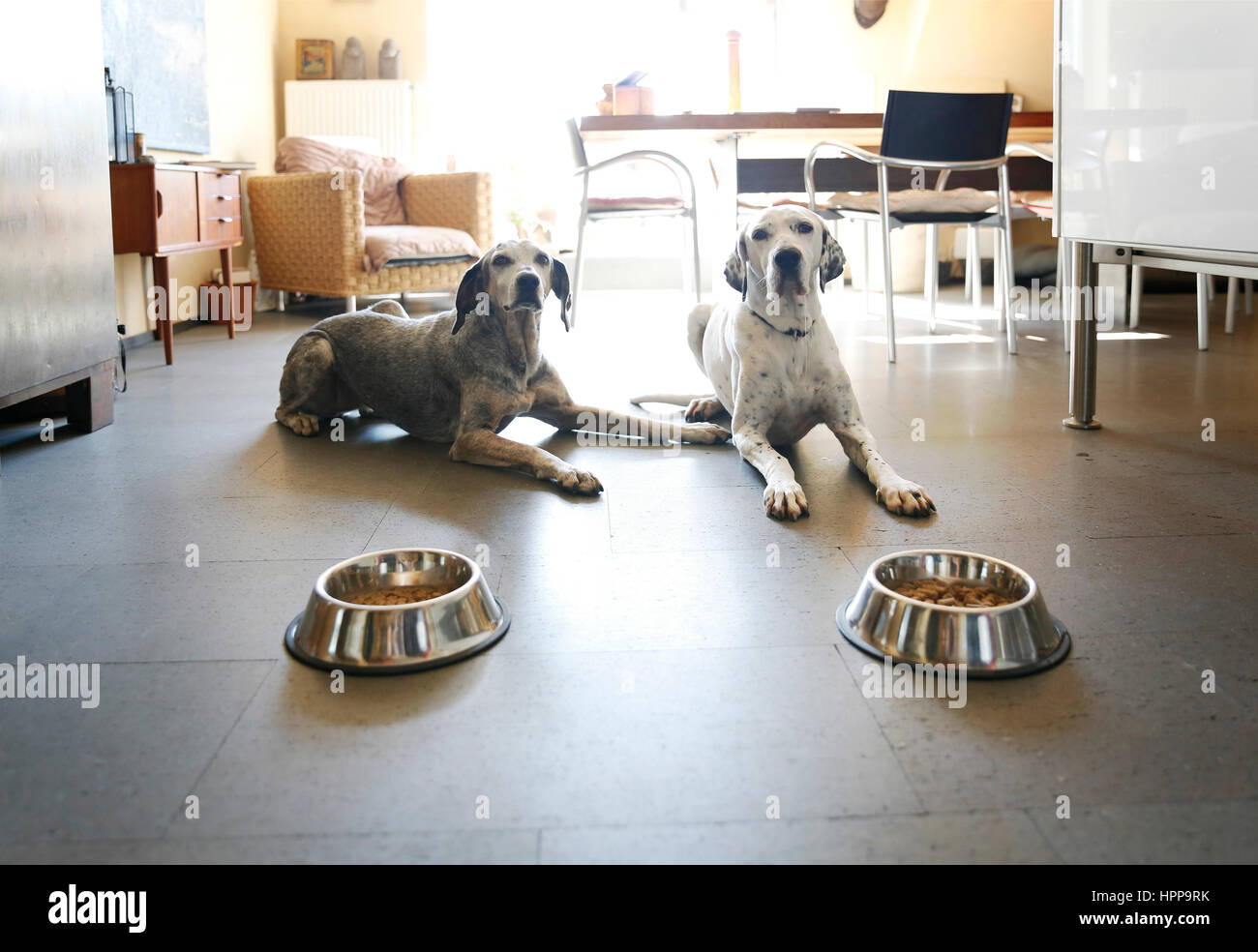 Deux chiens à la maison situé à côté de la pétanque Banque D'Images