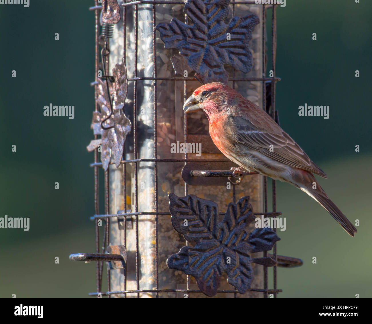 Roselin pourpré Banque D'Images