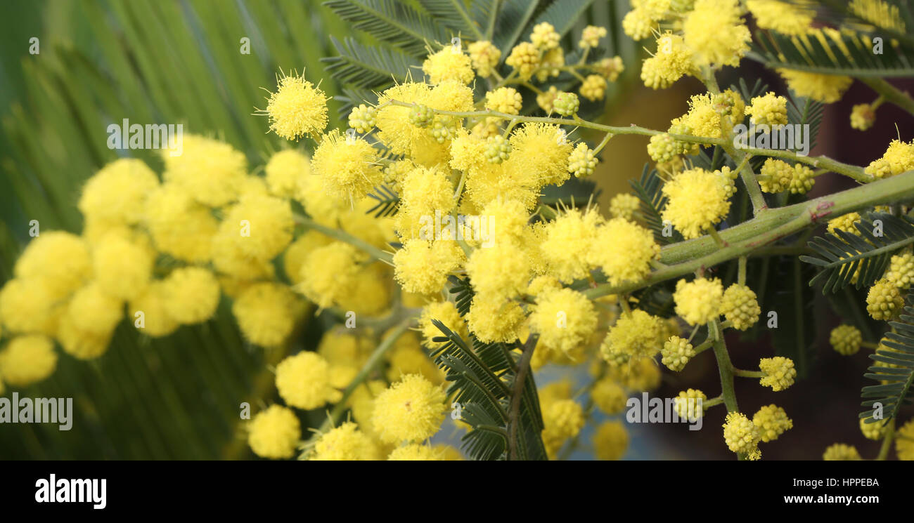 Momosa jaune pour la journée de la femme Banque D'Images