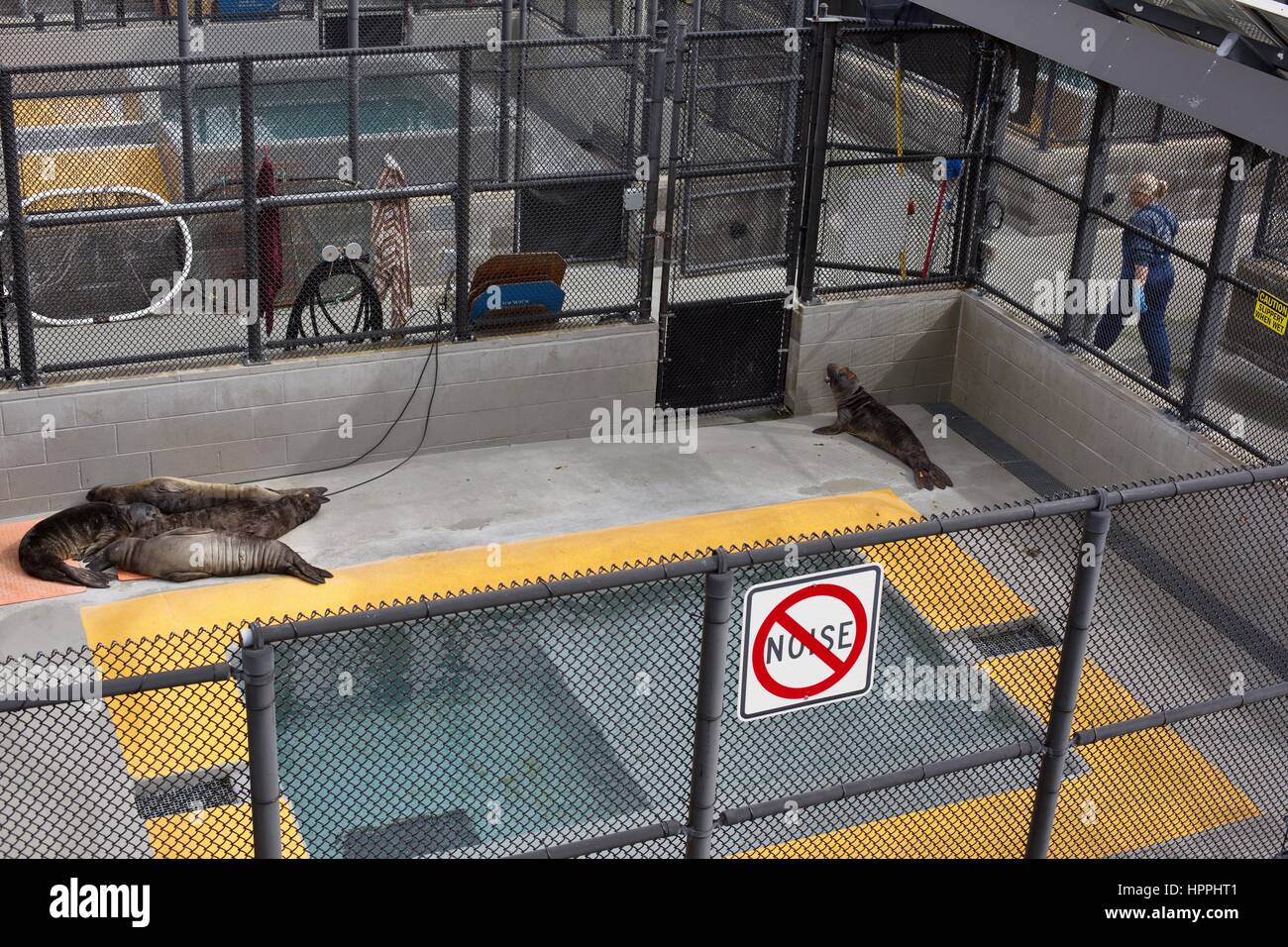 Les phoques blessés se reposant à l'hôpital de la Marine Mammal Center dans le Marin Headlands, Californie, USA. Banque D'Images
