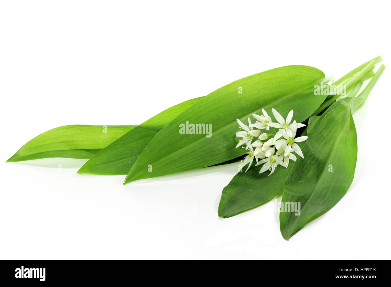 Ramson isolé sur fond blanc Banque D'Images
