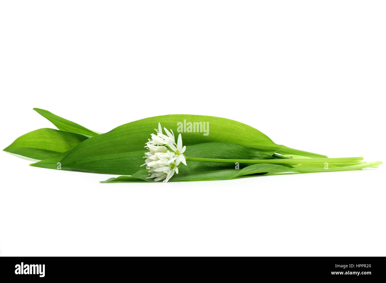 Ramson isolé sur fond blanc Banque D'Images