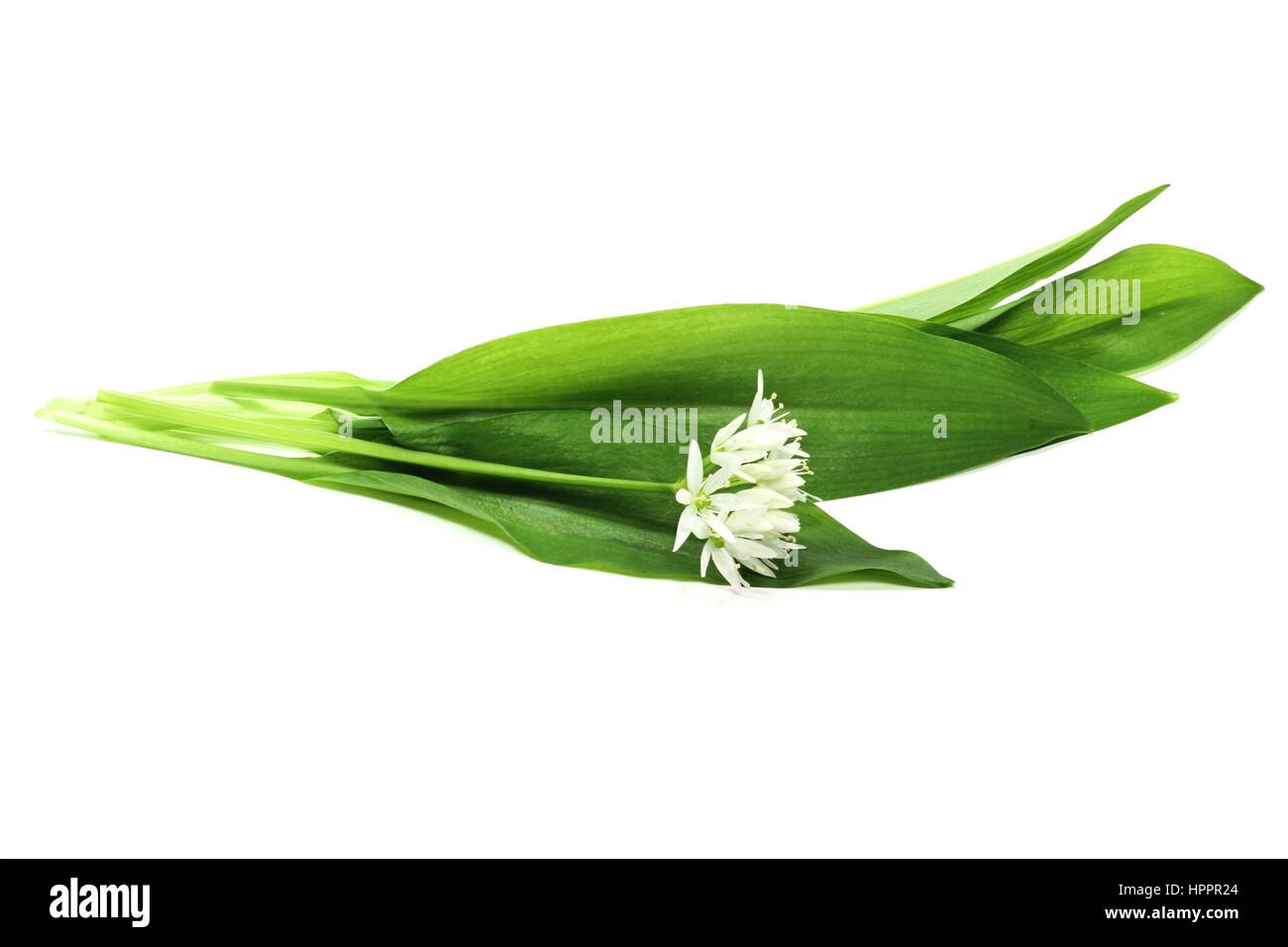 Ramson isolé sur fond blanc Banque D'Images
