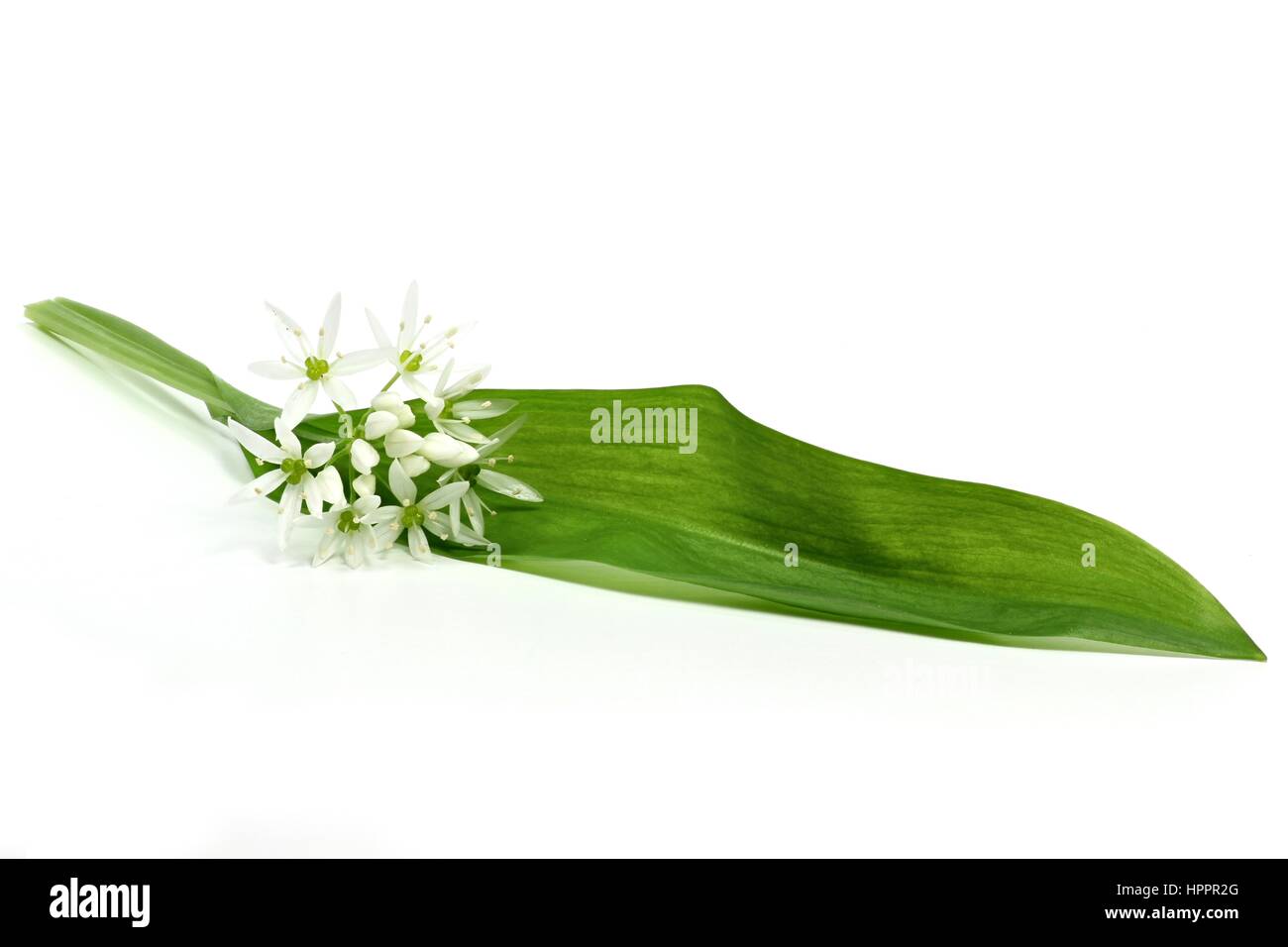 Ramson isolé sur fond blanc Banque D'Images