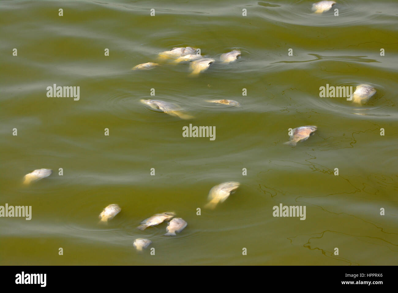 Poissons morts dans l'eau polluée Banque D'Images