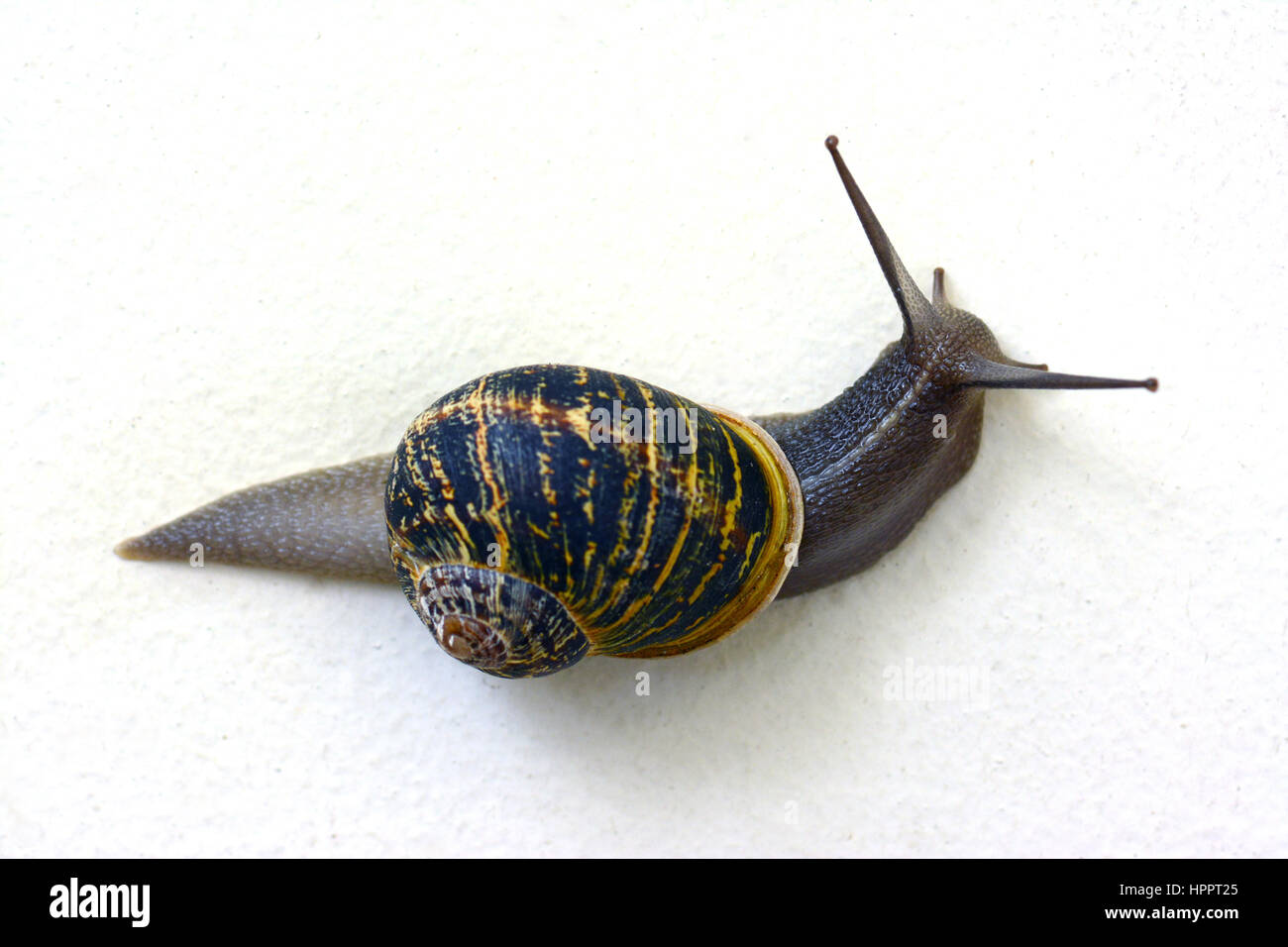 Escargot sur fond blanc Banque D'Images