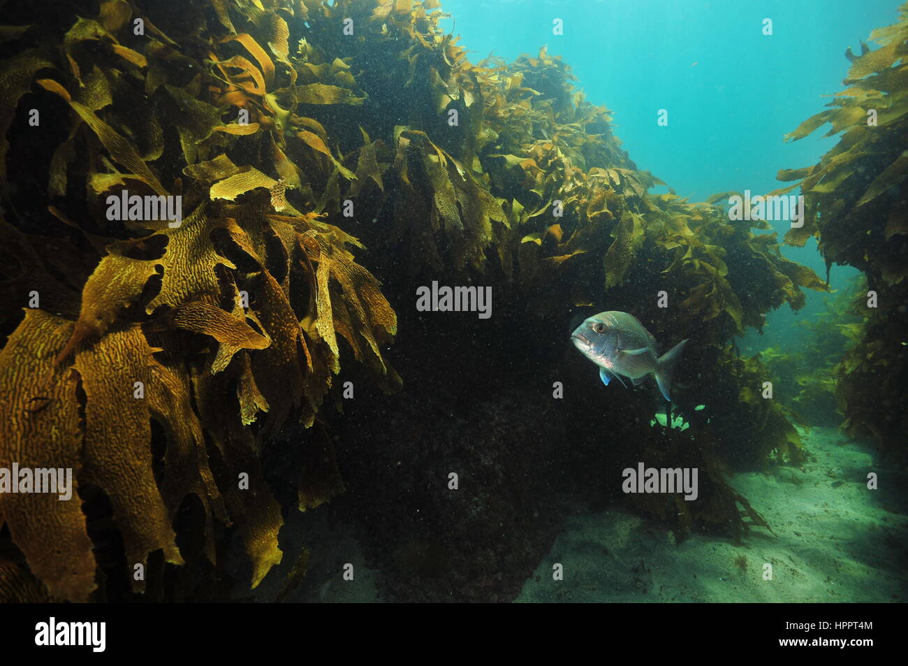 L'Australasie snapper Pagrus auratus natation en couloir entre les murs de varech. Banque D'Images