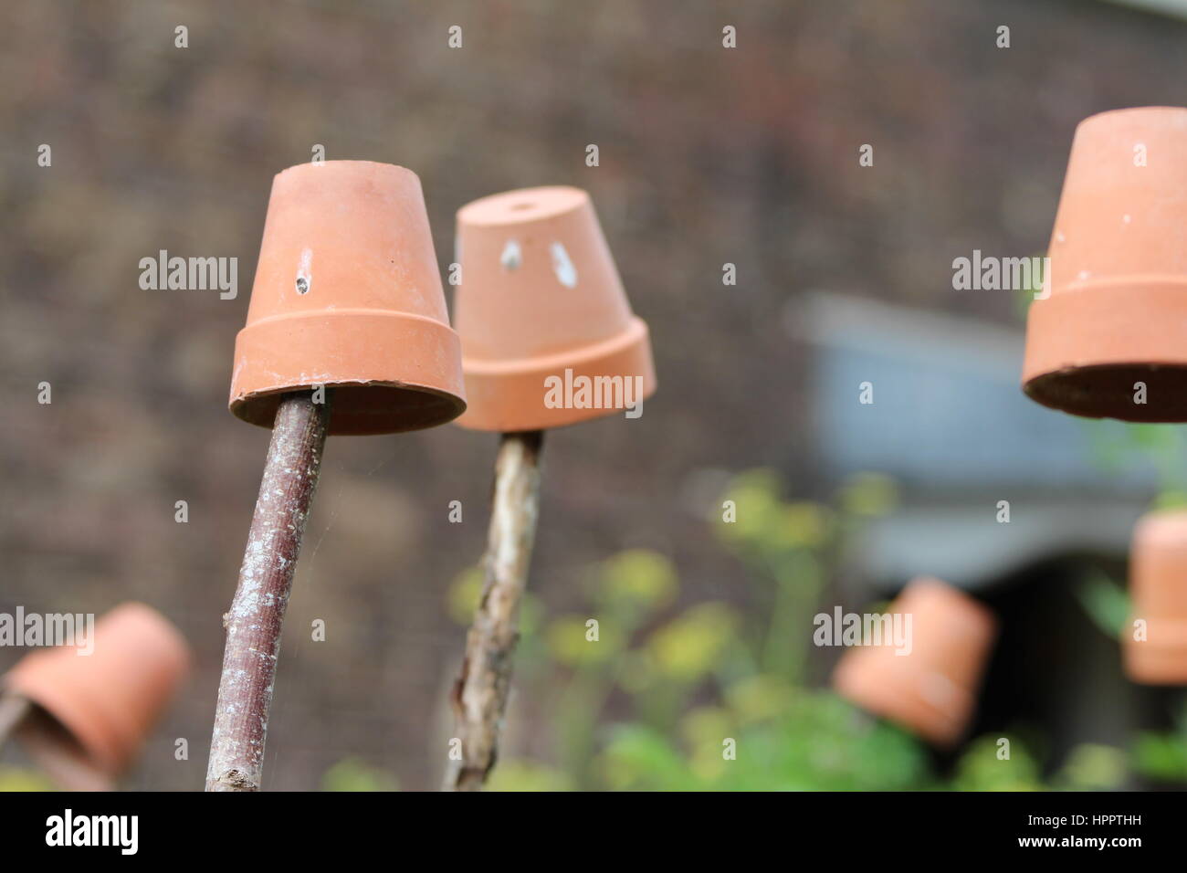 Pots en terre cuite utilisé comme un moyen de dissuasion pour éloigner les oiseaux des plantes Banque D'Images