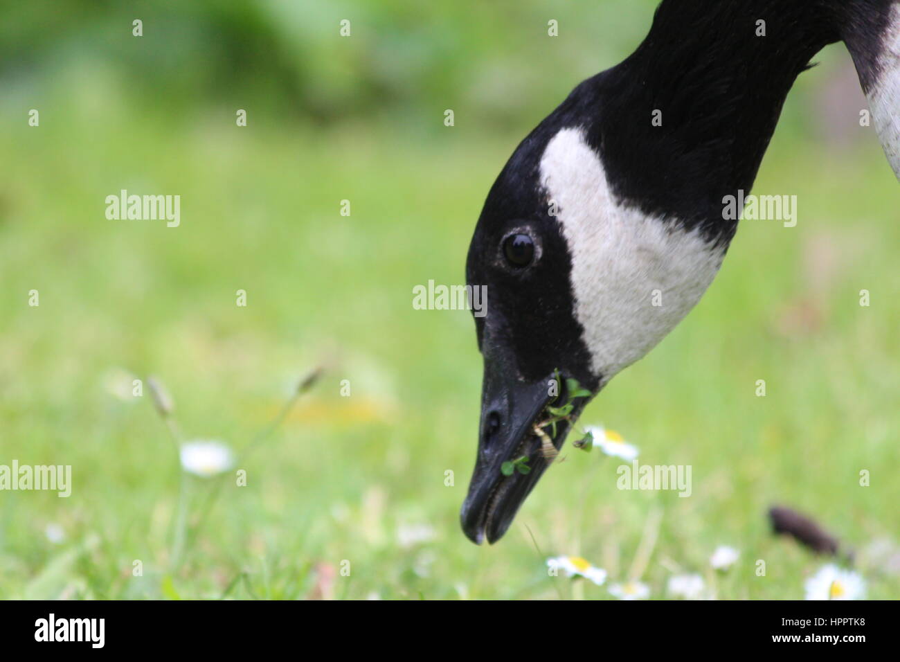 Close up of black et white head canards mangent de l'herbe dans le parc Banque D'Images