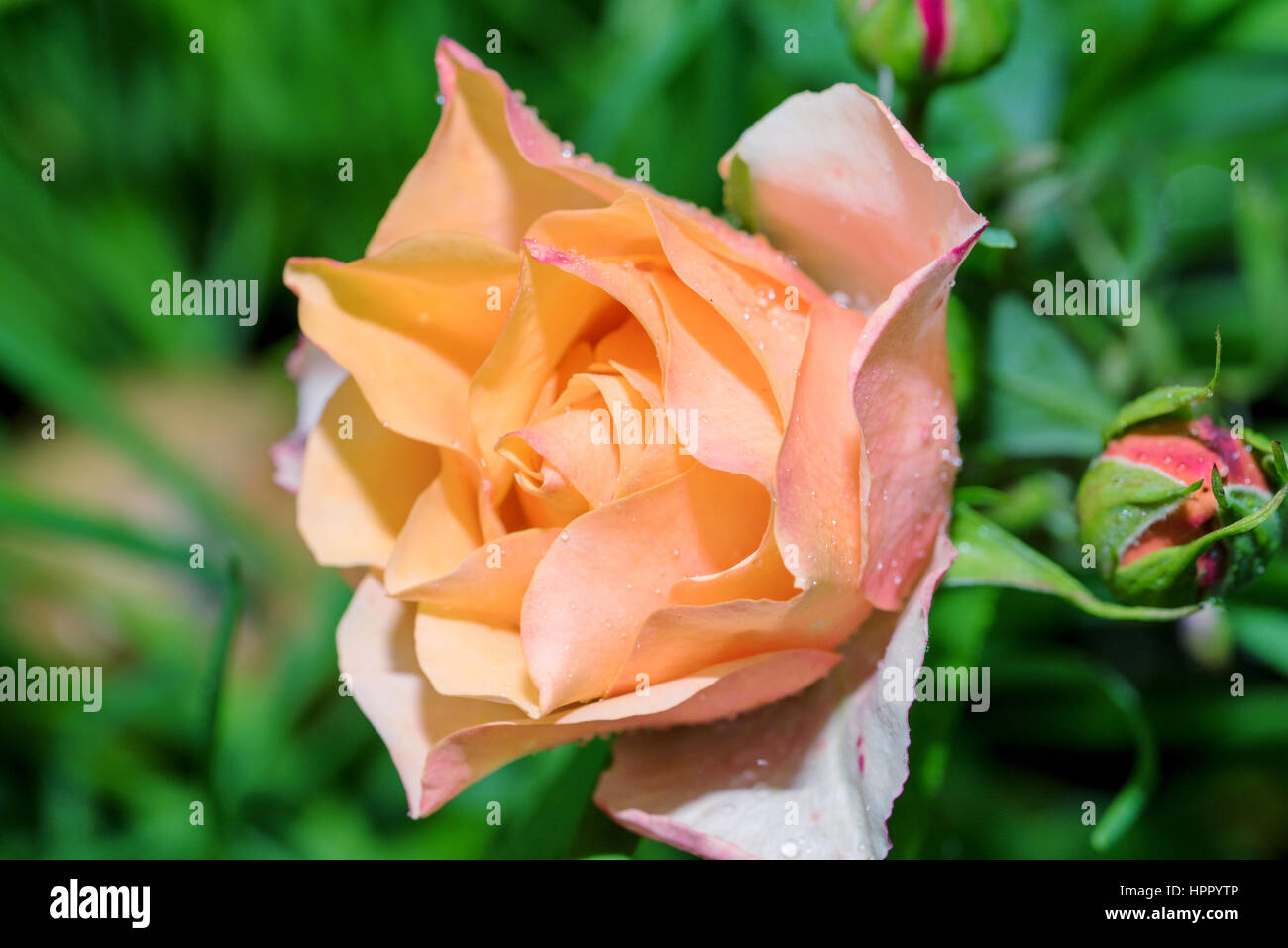 Macro d'une rose rose couverte de gouttes de pluie Banque D'Images