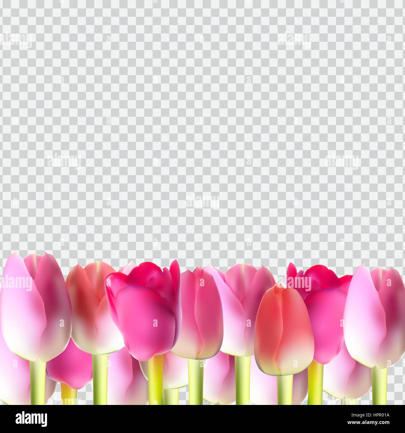 Belle tulipe sur réaliste Rose Transparent Background Vector Illustration de Vecteur