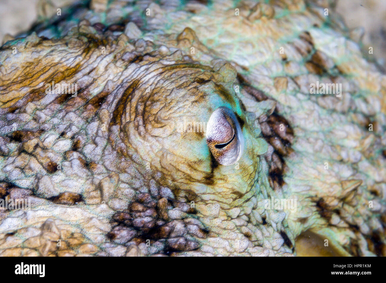 Le poulpe est un mollusque céphalopode de l'ordre Octopoda, Close up of eye Banque D'Images