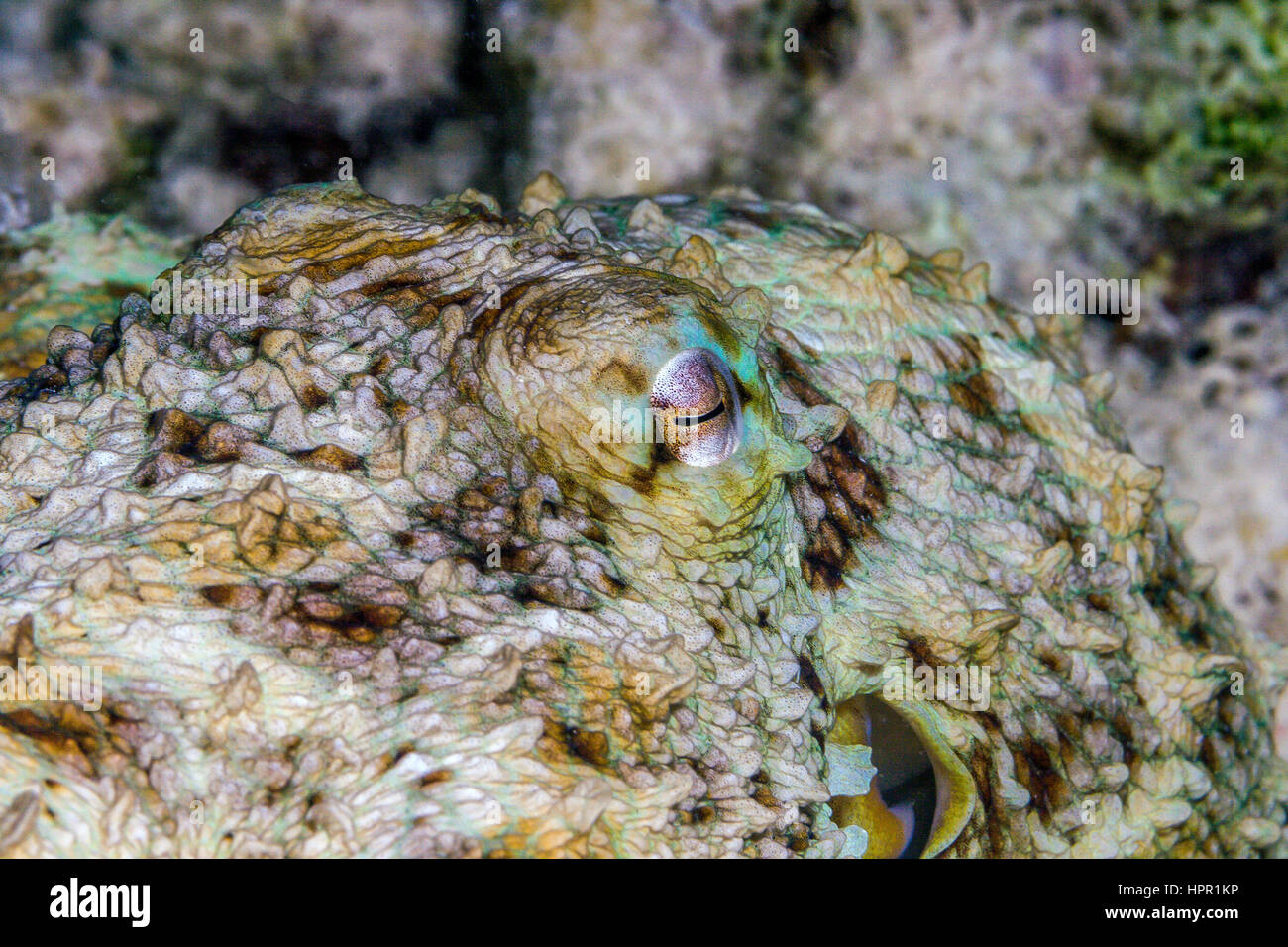 Le poulpe est un mollusque céphalopode de l'ordre Octopoda, Close up of eye Banque D'Images