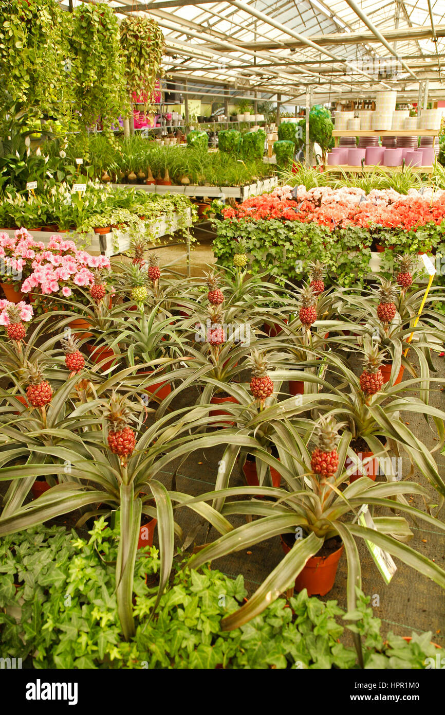 Plantes pour la vente dans un centre de jardinage à Cambrils, Tarragone, Catalogne, Espagne Banque D'Images