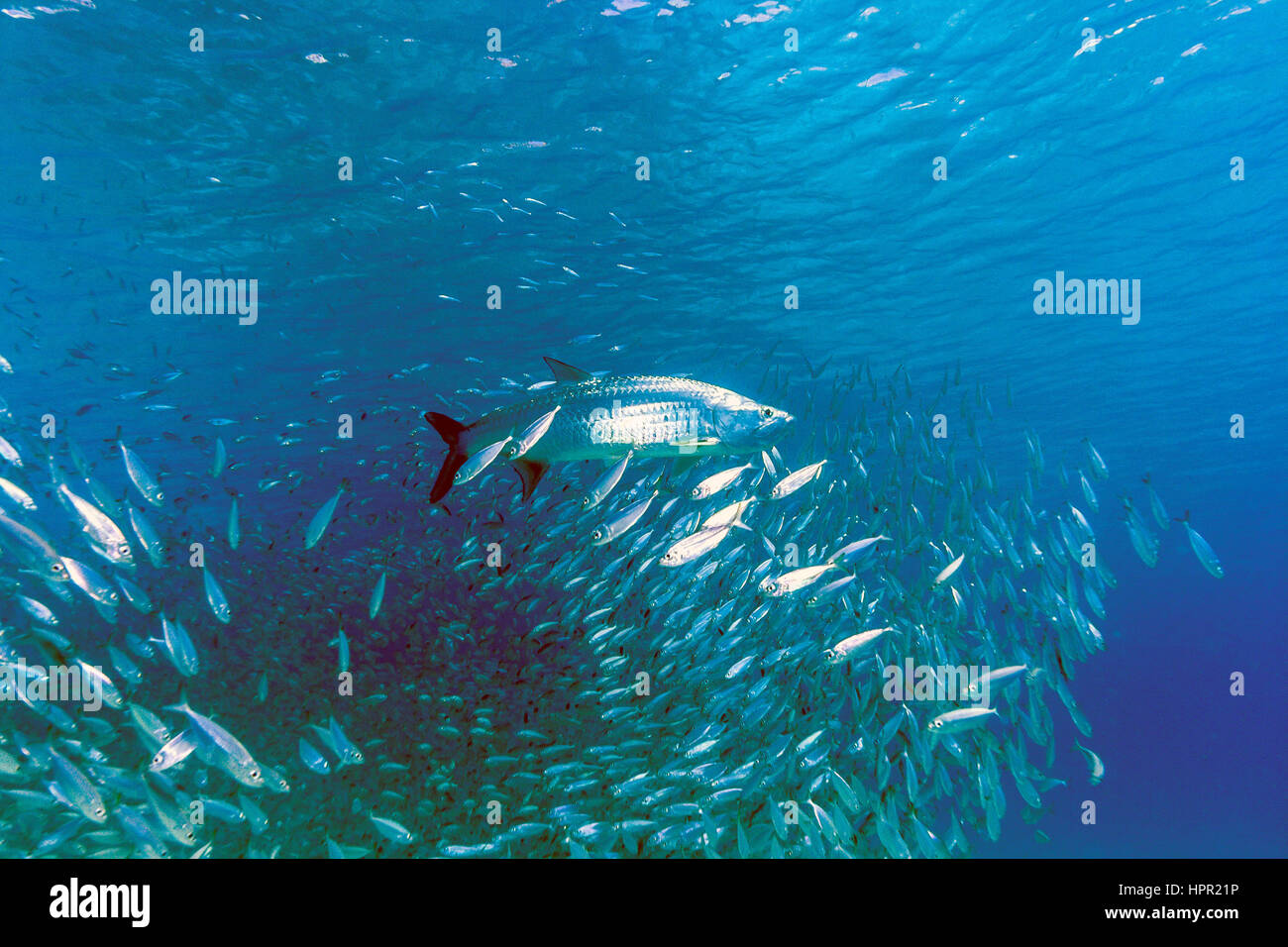 Megalops atlanticus tarpon atlantique,, habite les eaux côtières, estuaires, lagunes et rivières. Banque D'Images