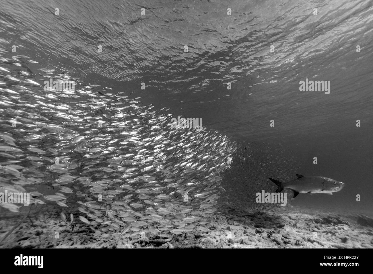 Megalops atlanticus tarpon atlantique,, habite les eaux côtières, estuaires, lagunes et rivières. Banque D'Images