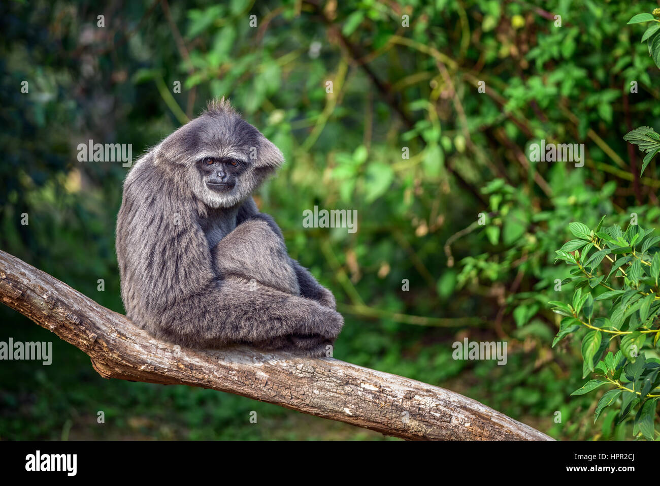 Silvery gibbon (Hylobates moloch) assis sur une branche. Le gibbon argenté se classe parmi les espèces les plus menacées. Banque D'Images Silvery gibbon (Hylobates moloch) assis sur une branche. Le gibbon argenté se classe parmi les espèces les plus menacées. Banque D'Images