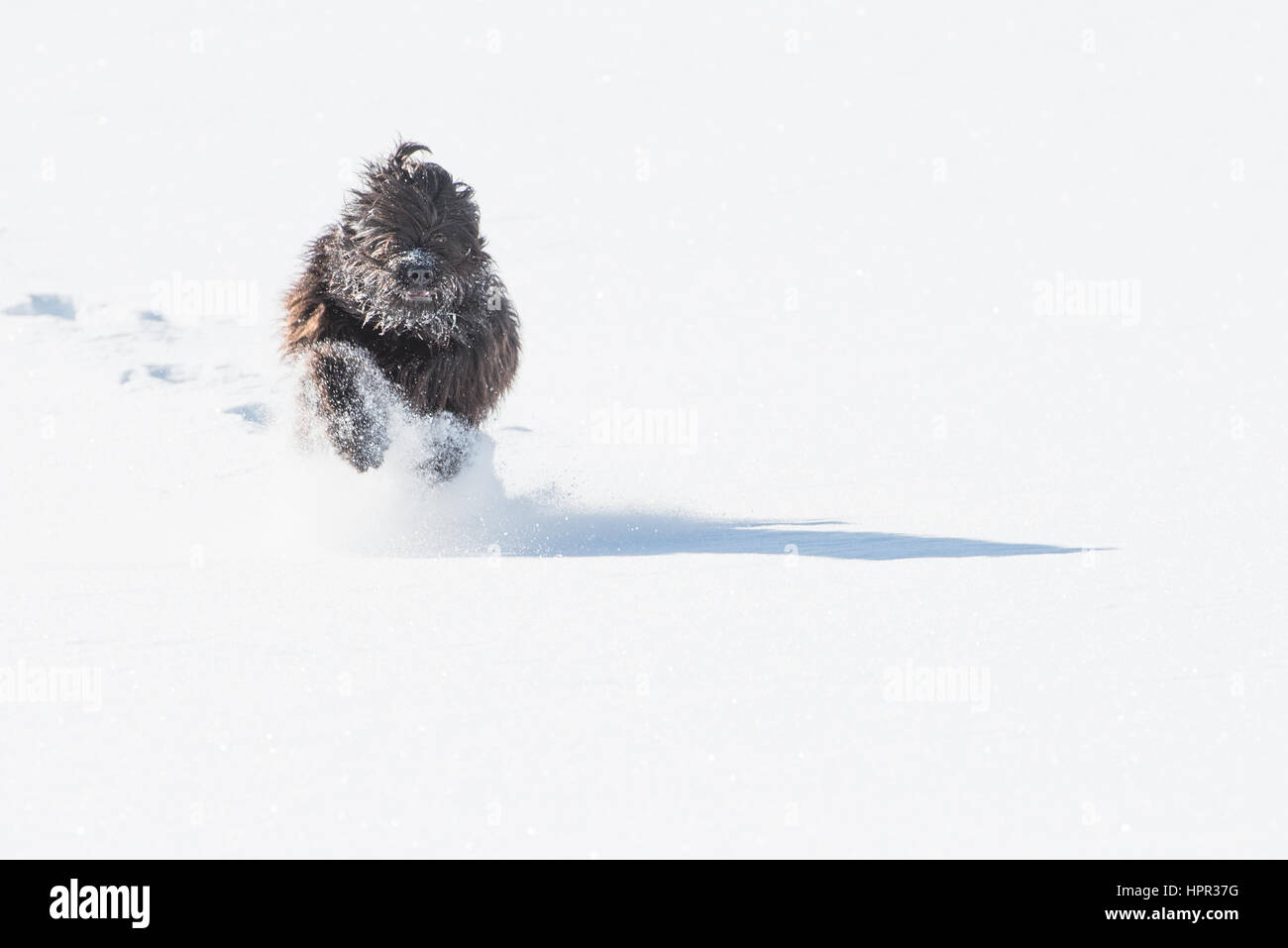 Bergamasco Sheepdog noires dans la neige Banque D'Images