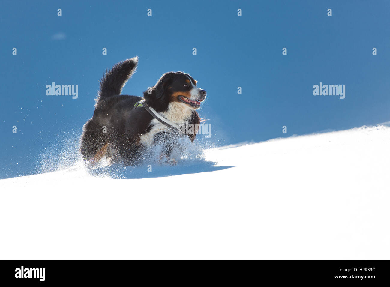 Bernois dans la neige entre soleil et ombre Banque D'Images