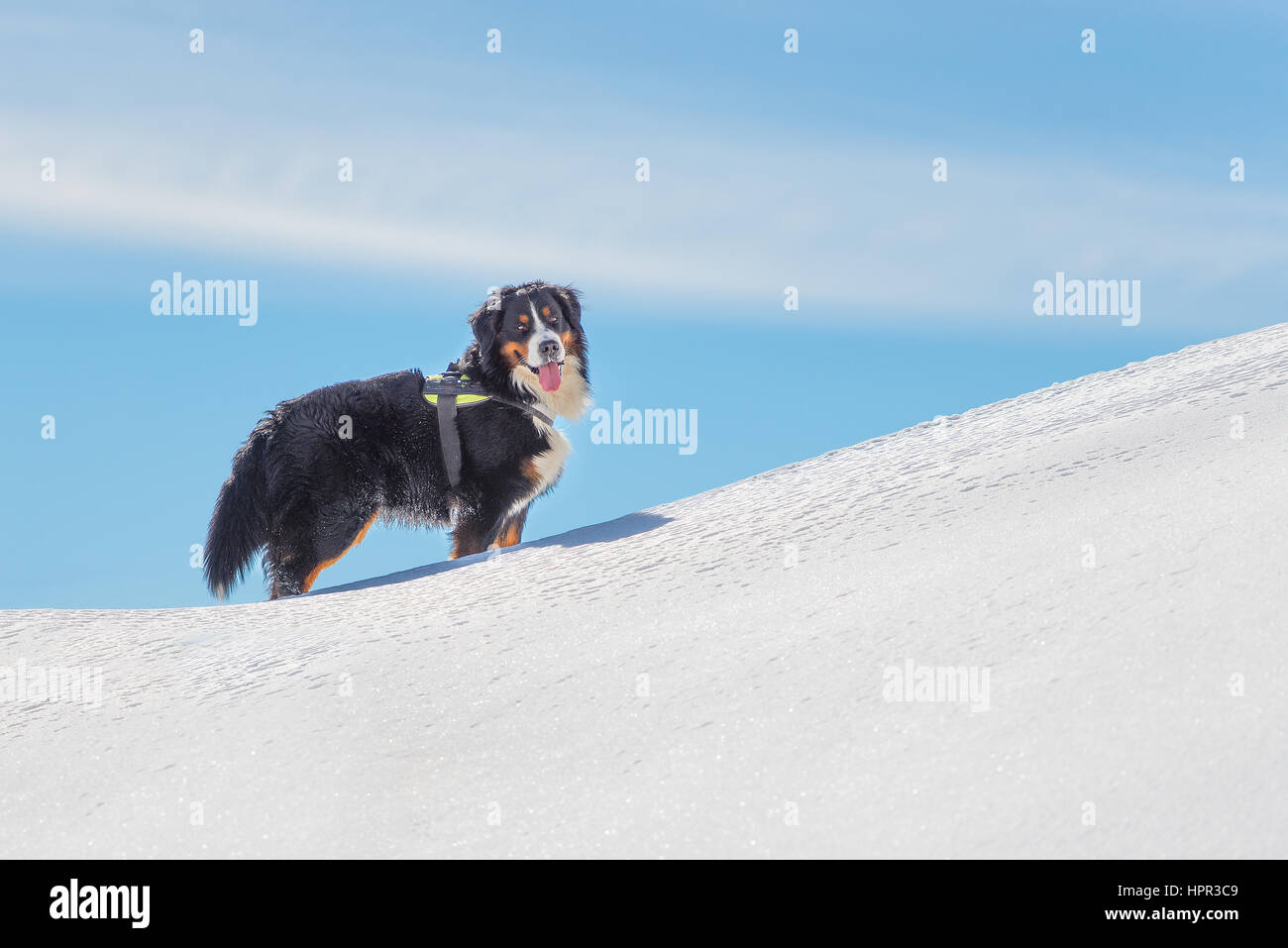 Bernese Mountain Dog chien dans la neige dans les montagnes ressemble à son maître Banque D'Images