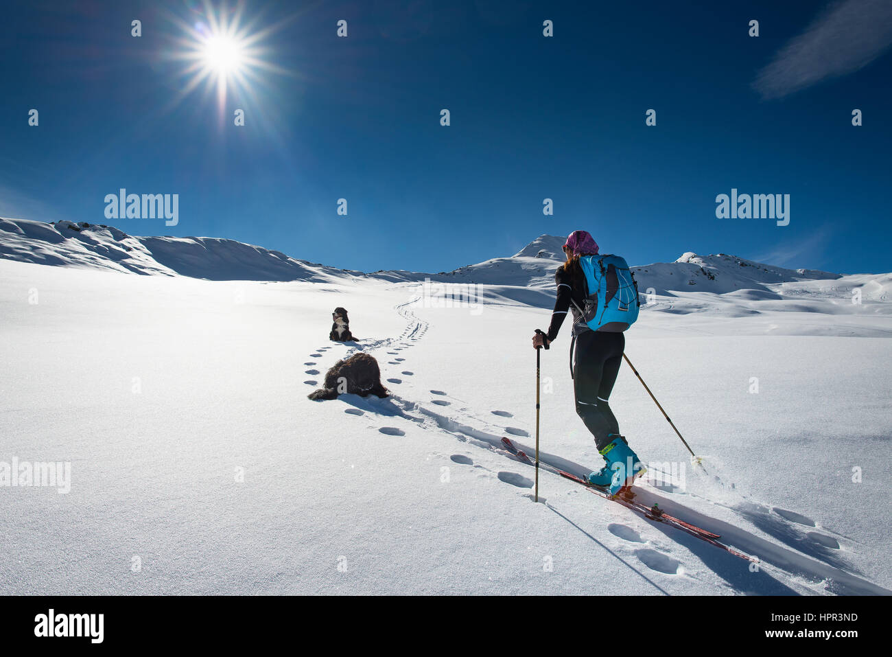 Femme avec ski de montagne et d'escalade deux amis chiens walking in snow landscape Banque D'Images