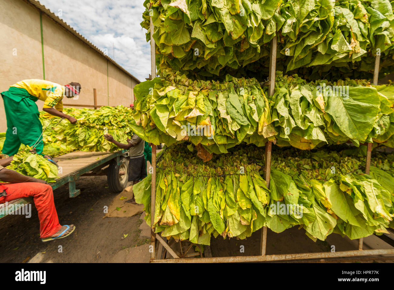 Le tabac a été guéri dans les granges au Zimbabwe Banque D'Images