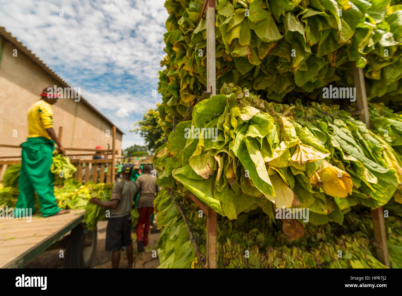 Le tabac a été guéri dans les granges au Zimbabwe Banque D'Images