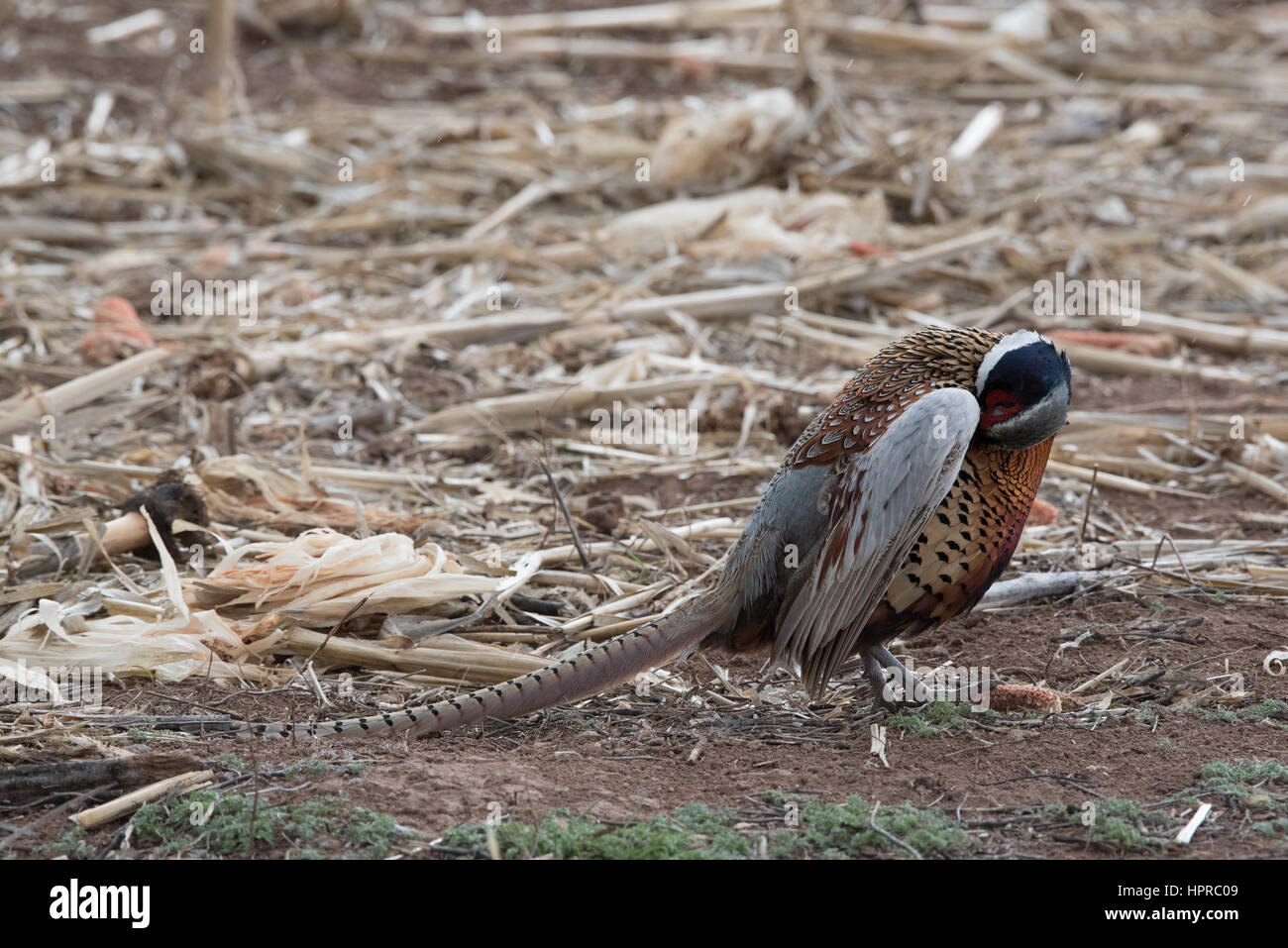 Faisan de Colchide, Bernardo Waterfowl Management Area, Nouveau Mexique. Banque D'Images