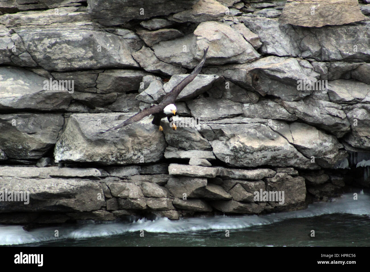 Aigle à tête contre mur de pierre dans la nature le long de la rivière de l'Iowa Banque D'Images