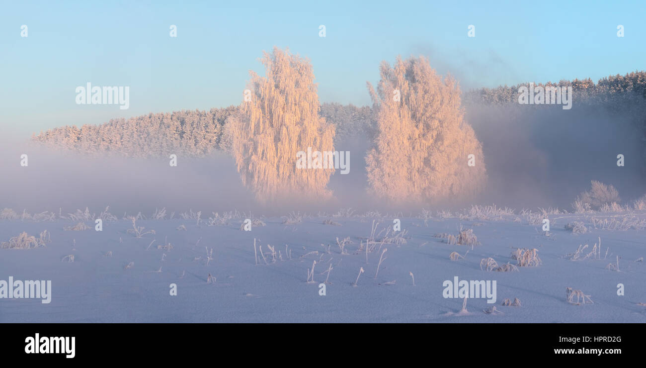 Les arbres dans le brouillard blanc couverts par le gel, illuminée par le soleil levant Banque D'Images