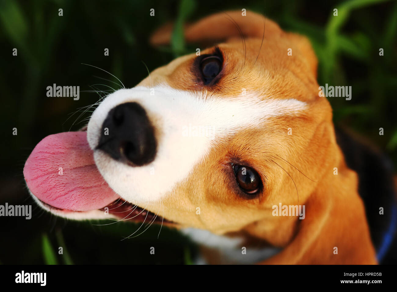 Beagle chiot portrait sur fond d'herbe verte Banque D'Images