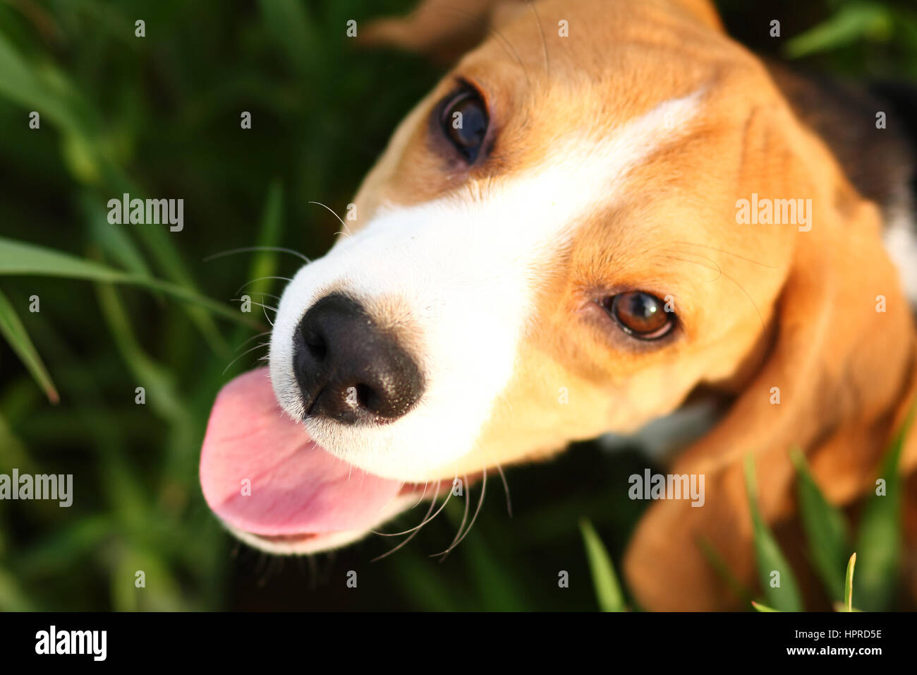 Beagle chiot mignon sur fond d'herbe verte Banque D'Images