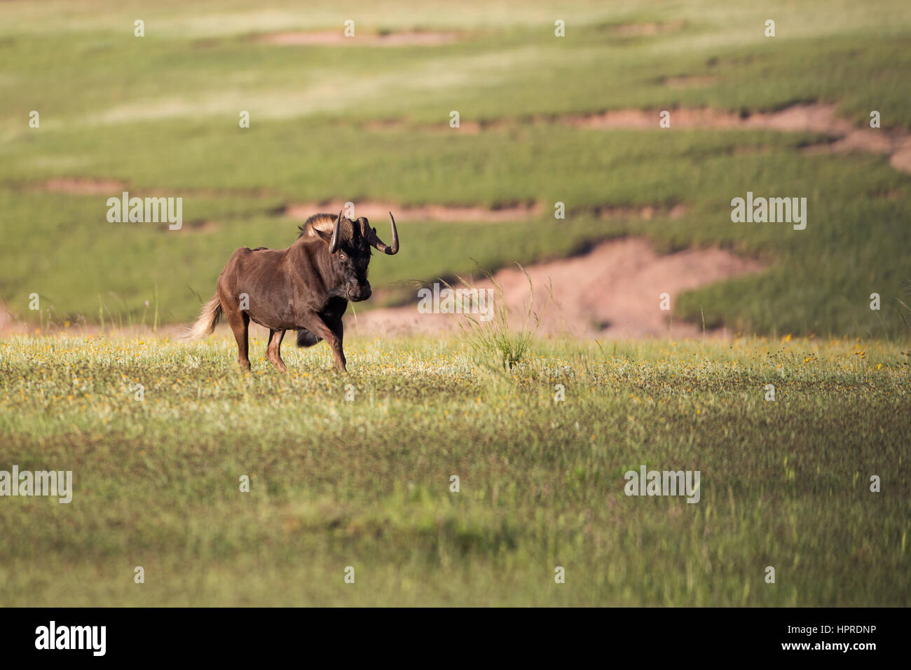 Gnous noirs se promènent en liberté dans le Golden Gate Highlands National Park, Afrique du Sud. Banque D'Images