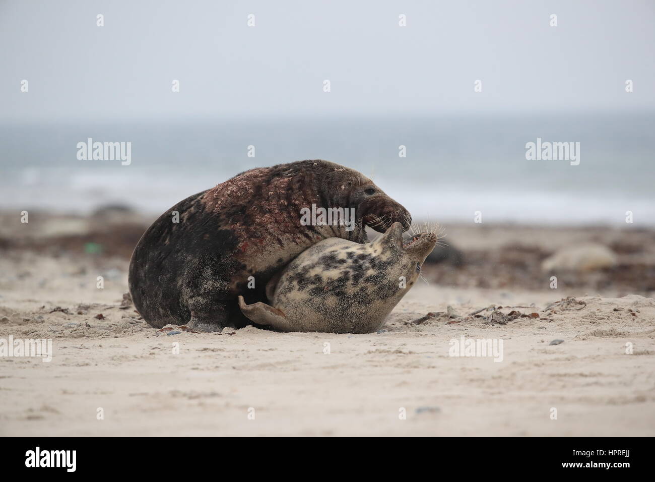 Phoque gris (Halichoerus grypus) accouplement mâle et femelle sur l'île de Helgoland Allemagne plage Banque D'Images