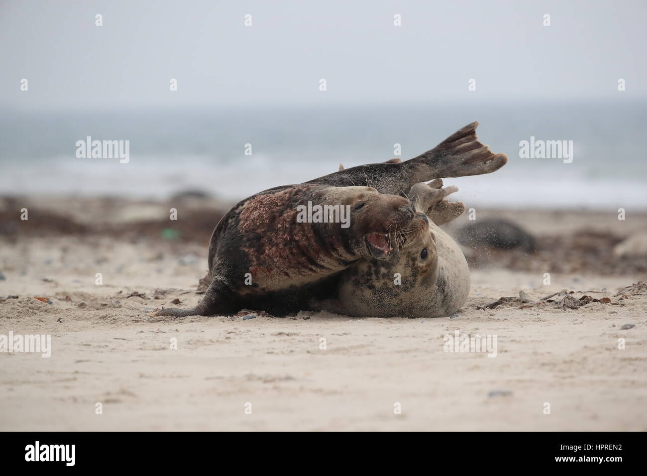 Phoque gris (Halichoerus grypus) accouplement mâle et femelle sur l'île de Helgoland Allemagne plage Banque D'Images