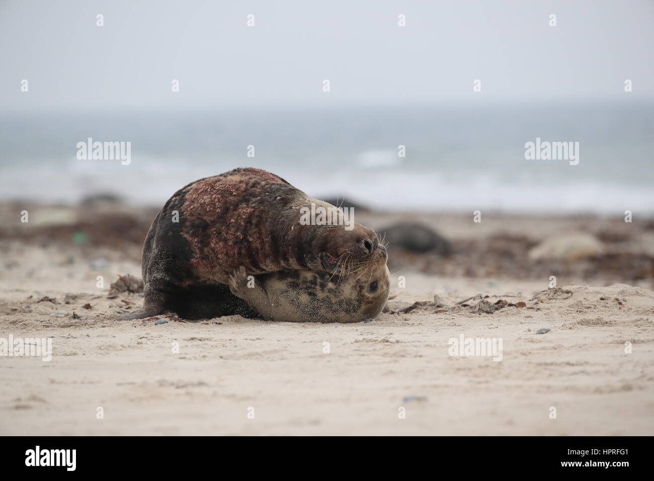 Phoque gris (Halichoerus grypus) accouplement mâle et femelle sur l'île de Helgoland Allemagne plage Banque D'Images