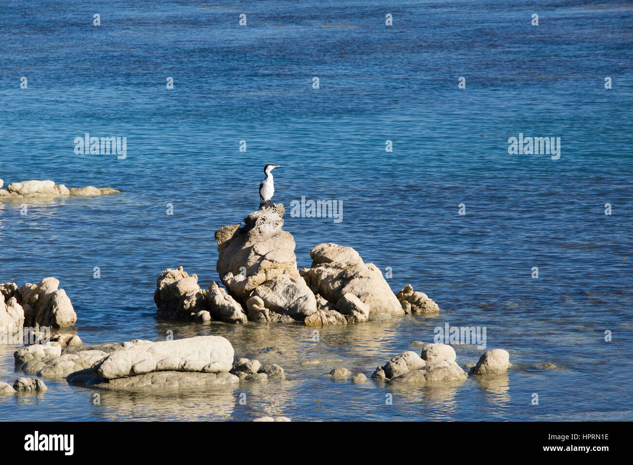Kaikoura, Canterbury, Nouvelle-Zélande. (Phalacrocorax varius) perchée sur les rochers au-dessus de l'océan Pacifique au sud de la baie. Banque D'Images