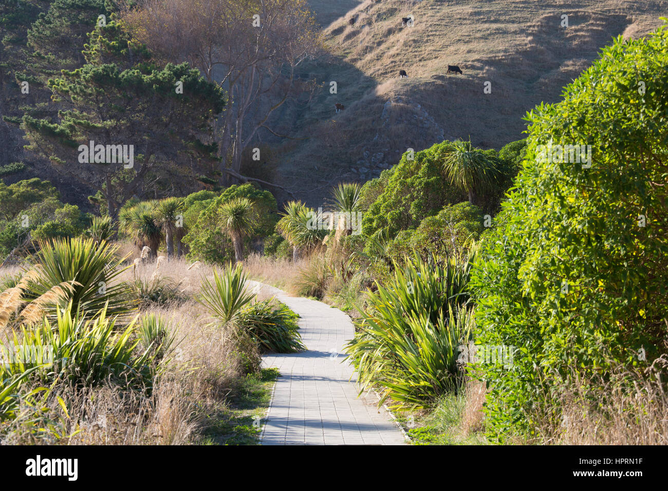 Kaikoura, Canterbury, Nouvelle-Zélande. Une section de la verdoyante Péninsule de Kaikoura piétons près de South Bay. Banque D'Images