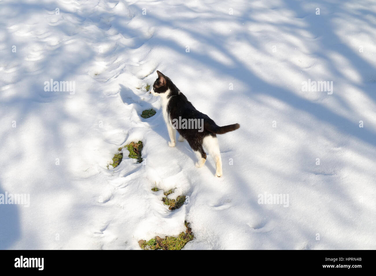 Chat sur la neige à la journée d'hiver ensoleillée Banque D'Images
