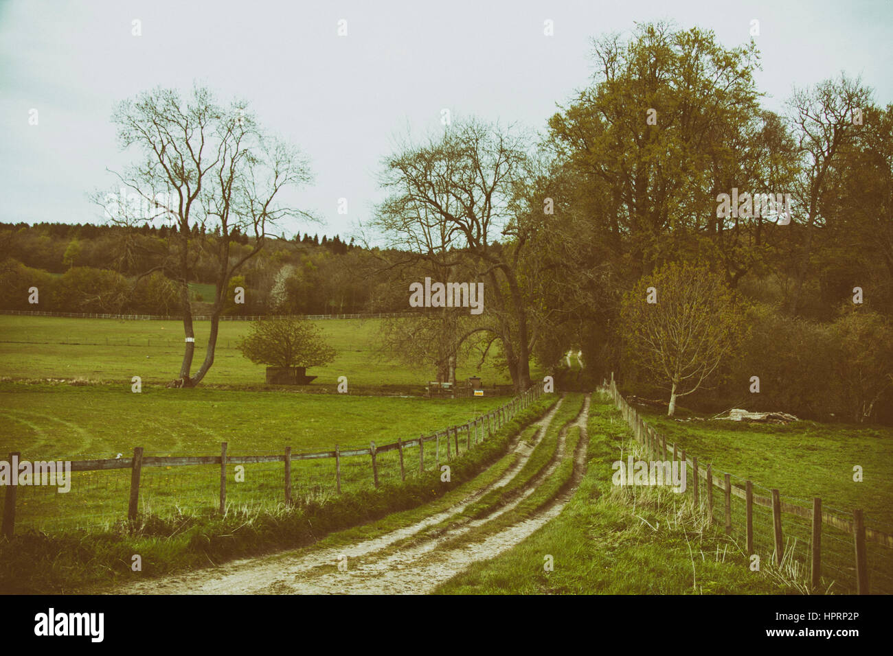 Vue à travers les arbres sur une promenade dans le pays, en Angleterre. Chilterns Banque D'Images