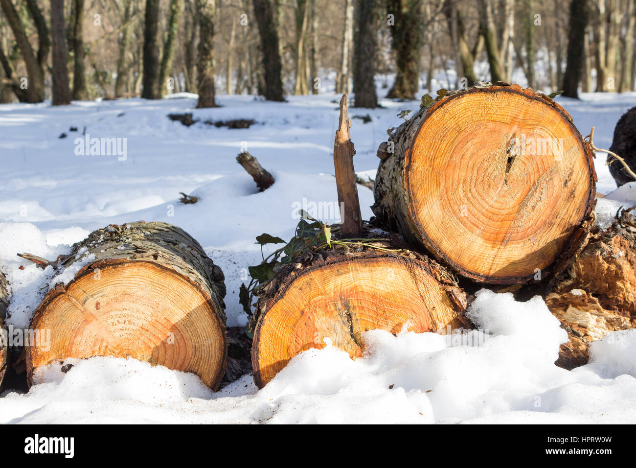 Pile de grumes de bois abattus dans la neige en forêt d'hiver Banque D'Images