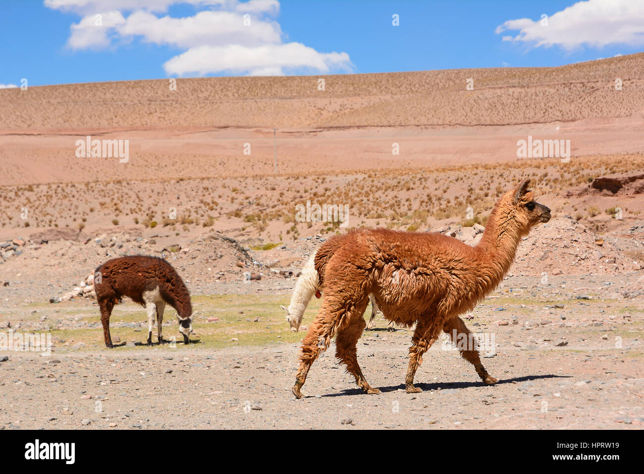 Lama dans le désert de la province de Jujuy (Argentine) Banque D'Images