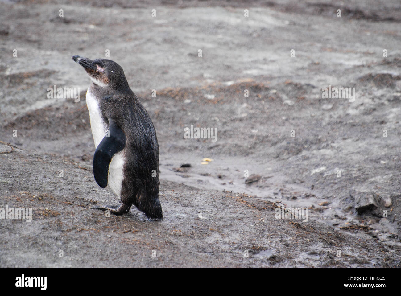 Un manchot sur une plage en Afrique du Sud Photo Stock - Alamy