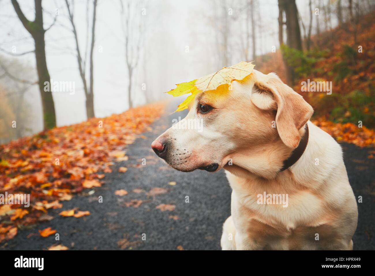 Promenade avec chien en automne. Ces vieux labrador retriever joue avec feuille sèche sur sa tête. Banque D'Images
